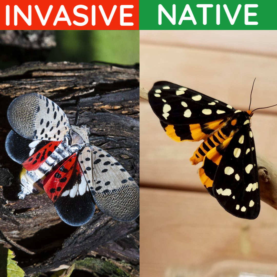 Spotted Lanternfly... - Washington Invasive Species Council | Facebook