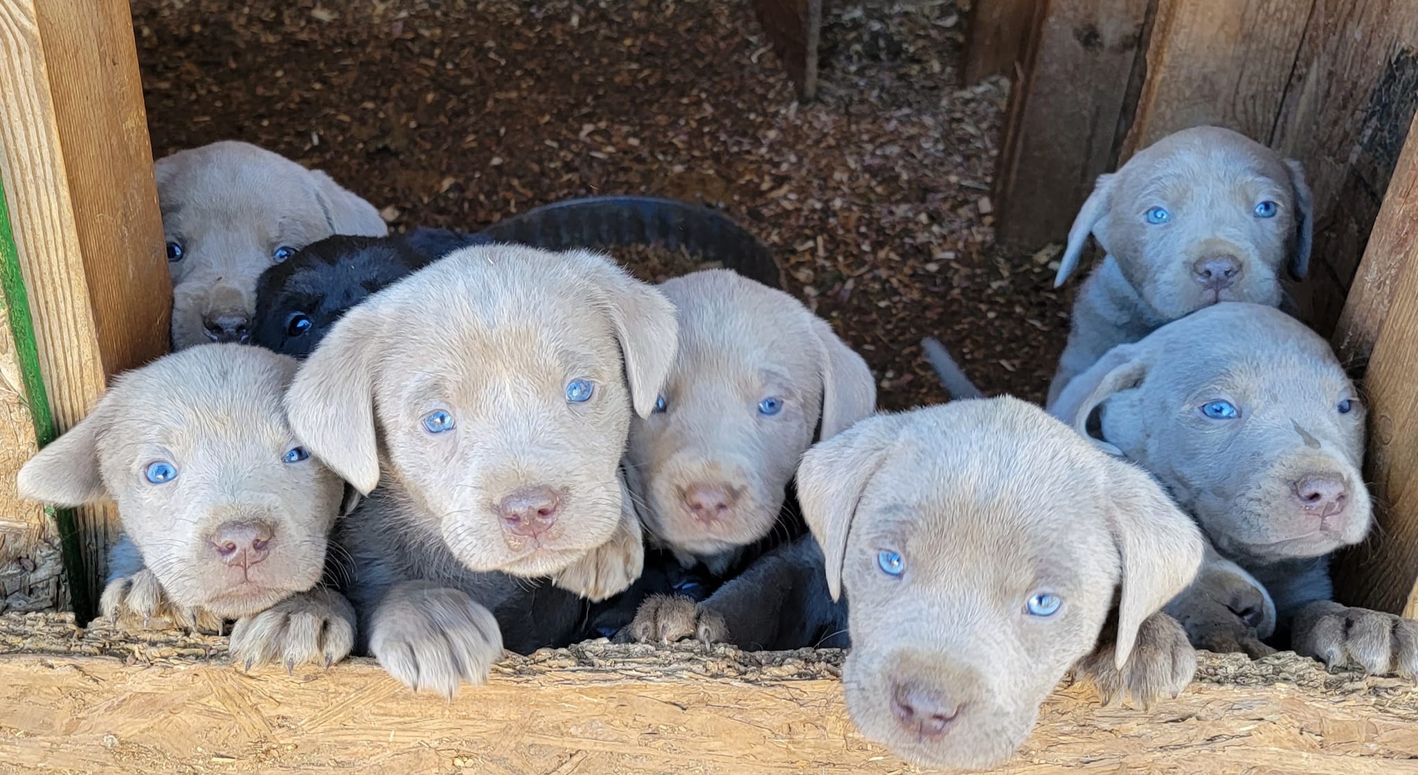 South Florida Labradors added a... - South Florida Labradors
