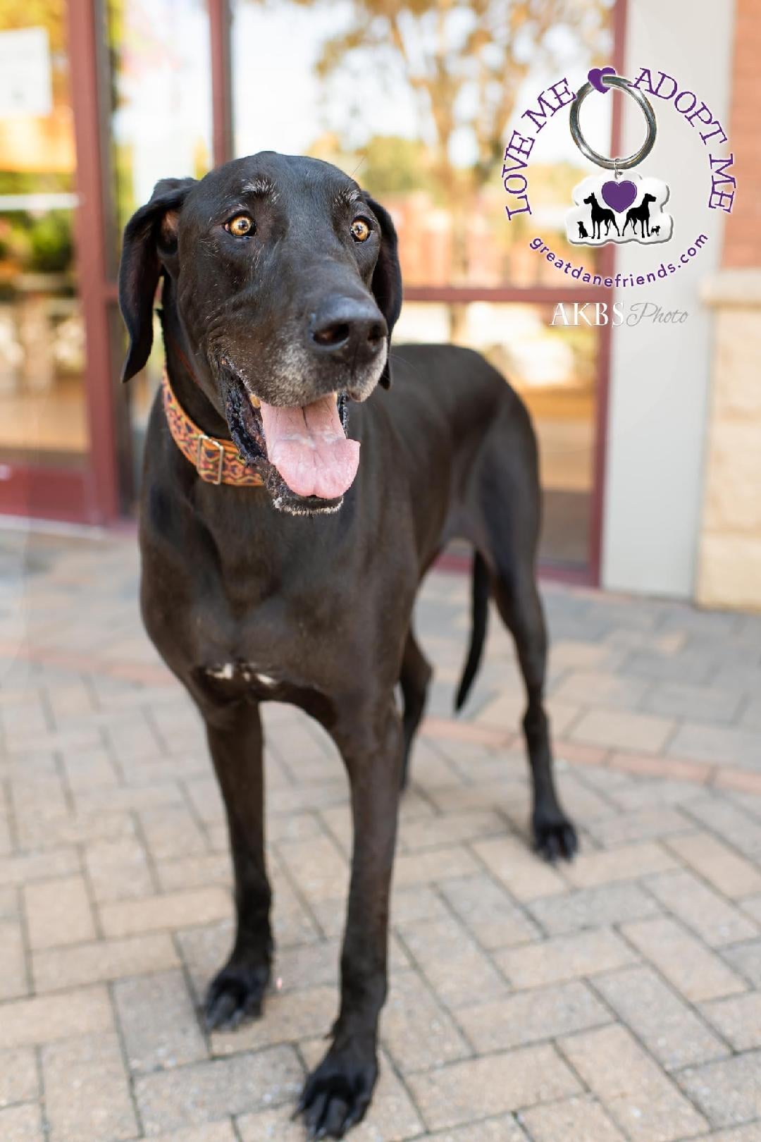 Meet Odin! Odin is a 4... - Great Dane Friends of Ruff Love