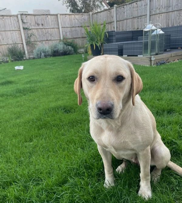 Swale - 🌟 Rescue Space Secure 🌟 #founddog Female Lab found straying ...