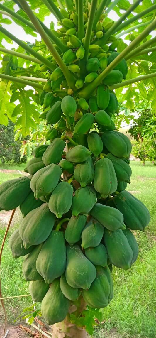 Papaya Farming in Pakistan