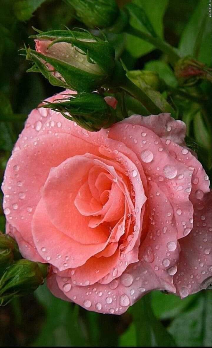 Beautiful Roses