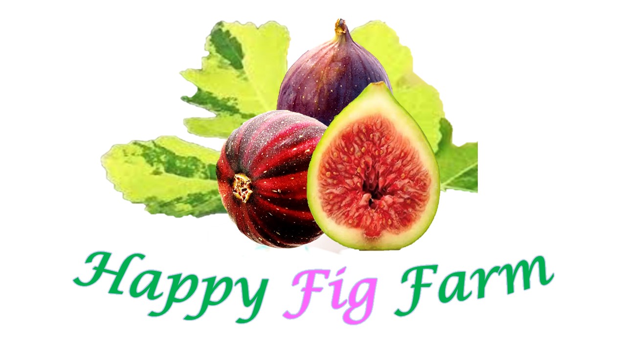 FIG FRUIT... - FIG FRUIT มะเดื่อฝรั่งสวนศิริวรรณ