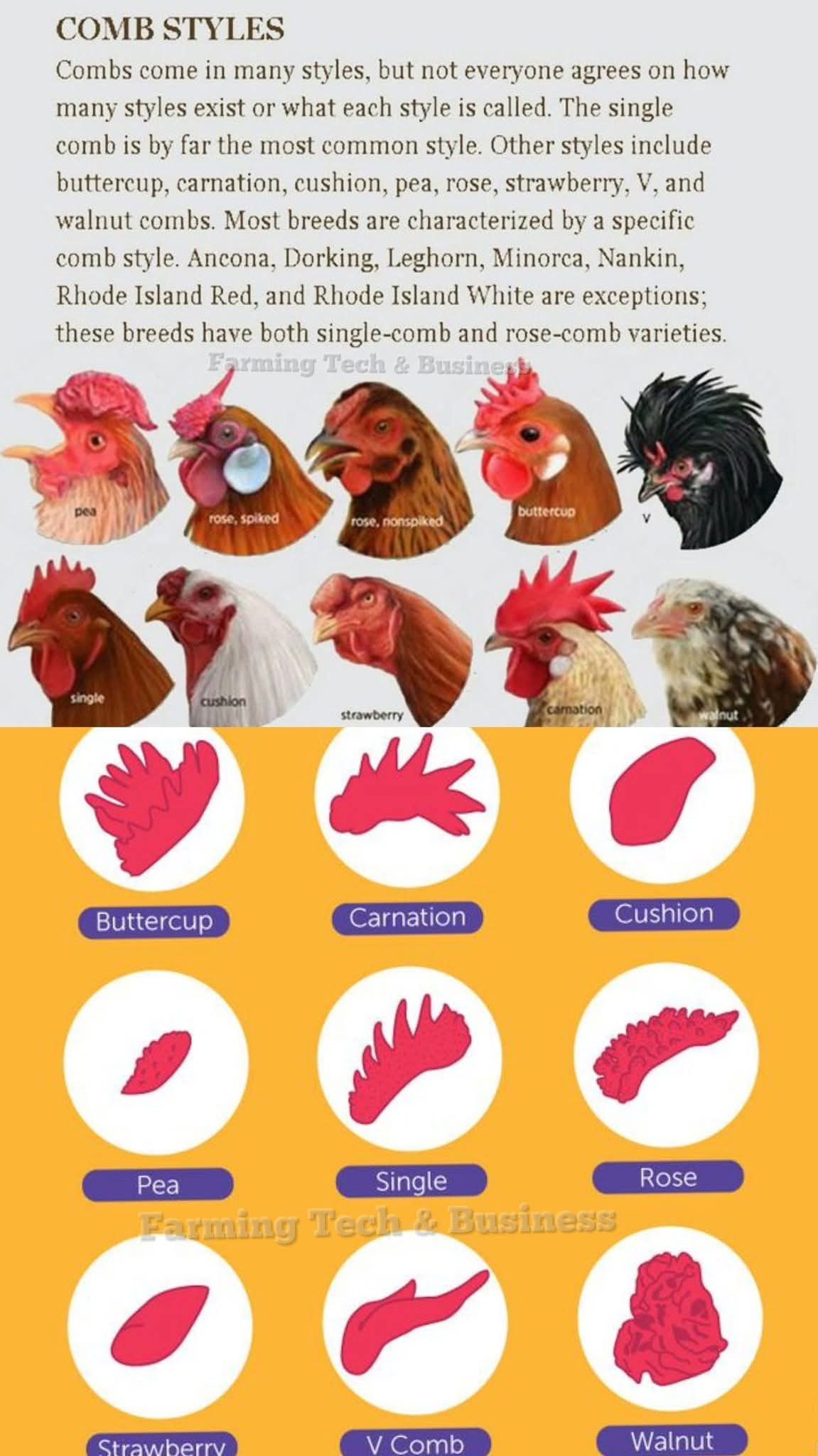 Everything Backyard Chicken! | Facebook