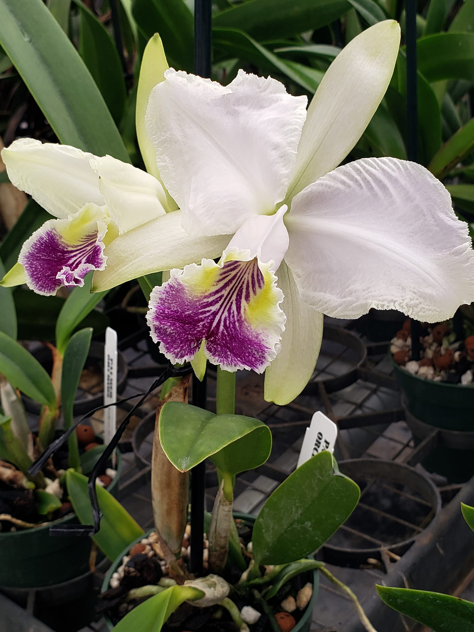 Good morning. C. lueddemanniana coerulea x sib