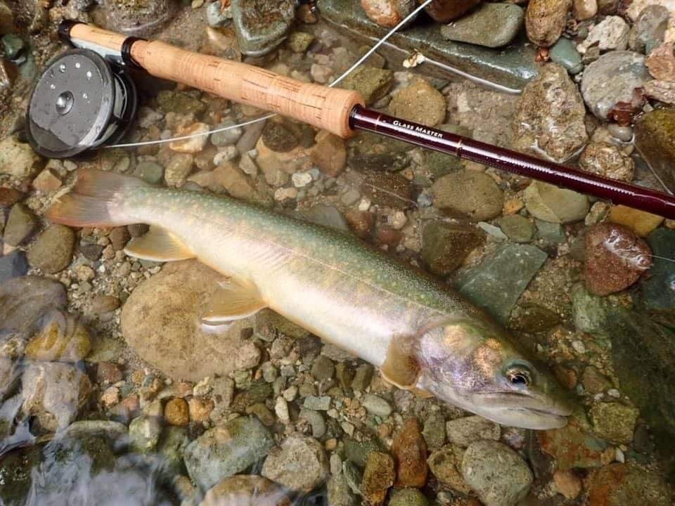 Glass Master. Tiemco's glass rod series for stream fishing