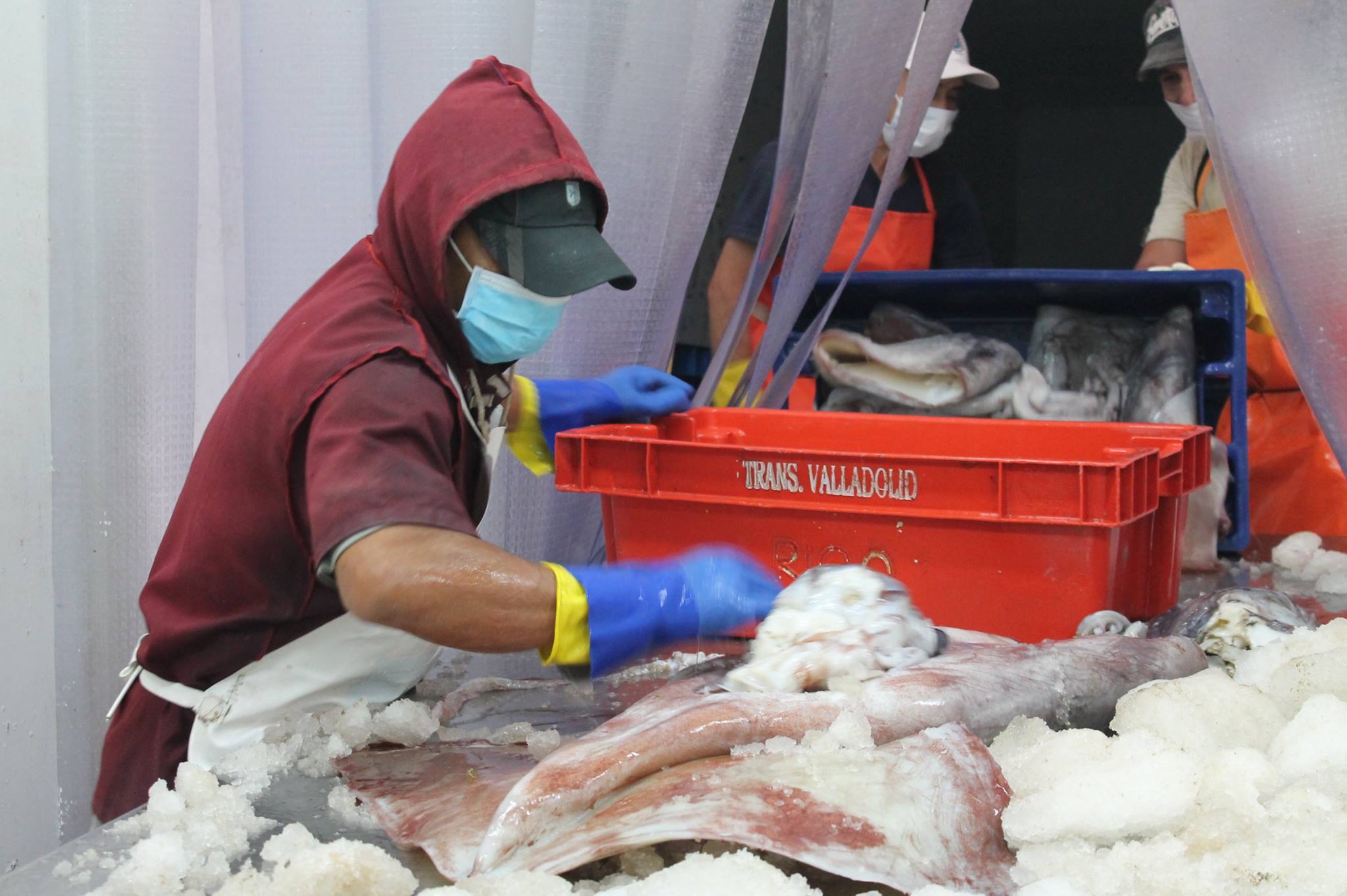 Colán Fish. Seafood Export | Paita