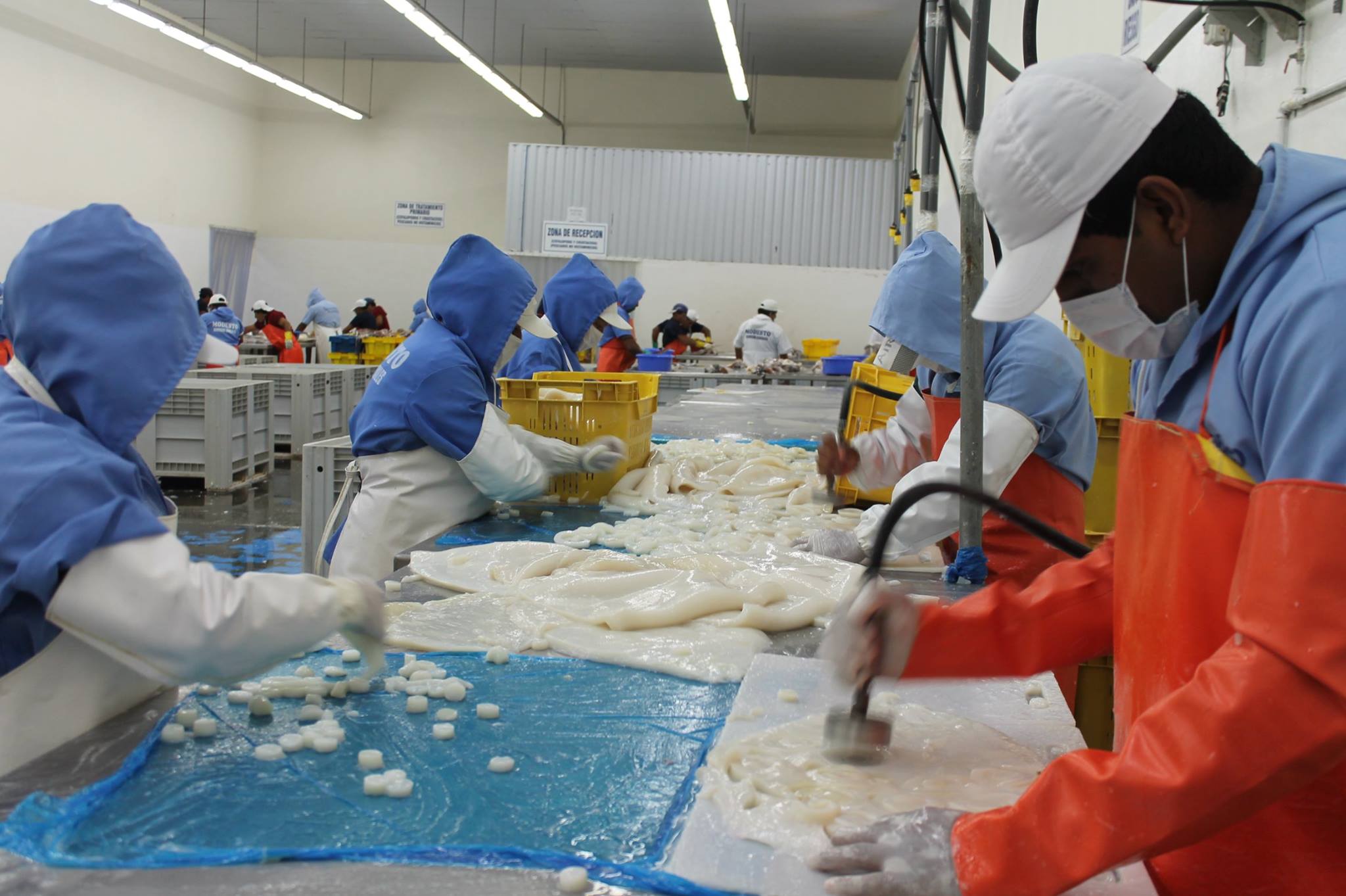 Colán Fish. Seafood Export | Paita