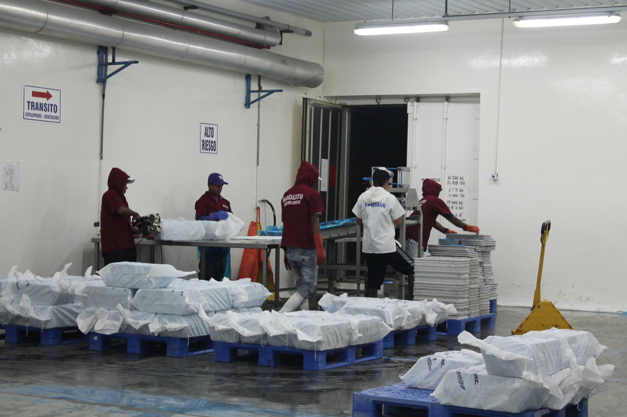Colán Fish. Seafood Export | Paita