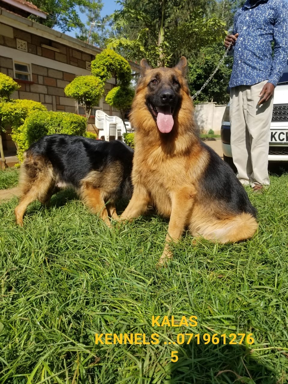 DogsKenya