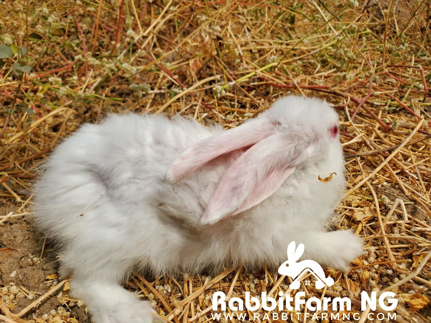 Rabbit Farm Nigeria