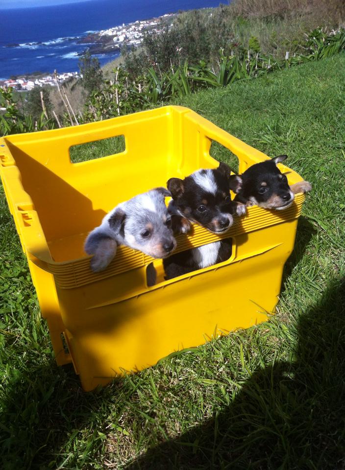 Hunde von den Azoren