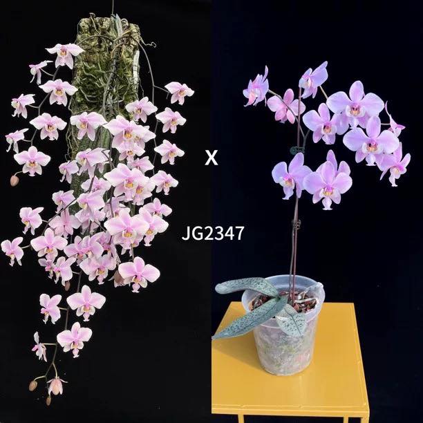 2347西蕾莉，❗️❗️售$100❗️❗️