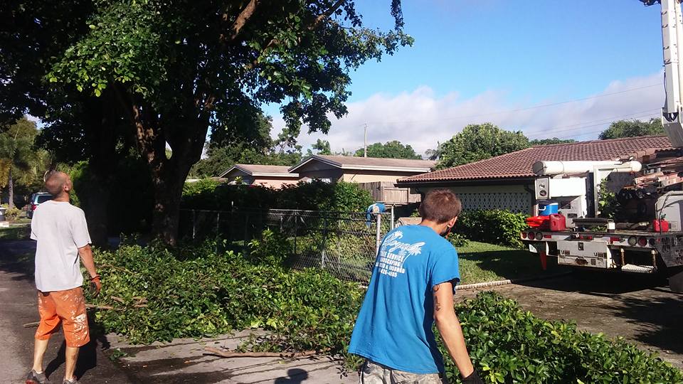 Royal Tree service & Landscaping | Hollywood FL