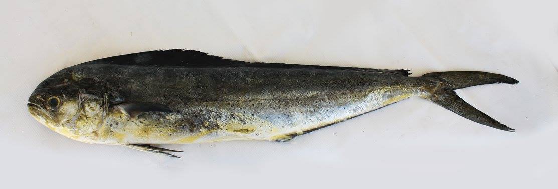 Colán Fish. Seafood Export | Paita