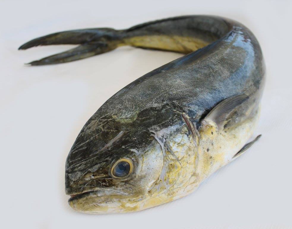 Colán Fish. Seafood Export | Paita