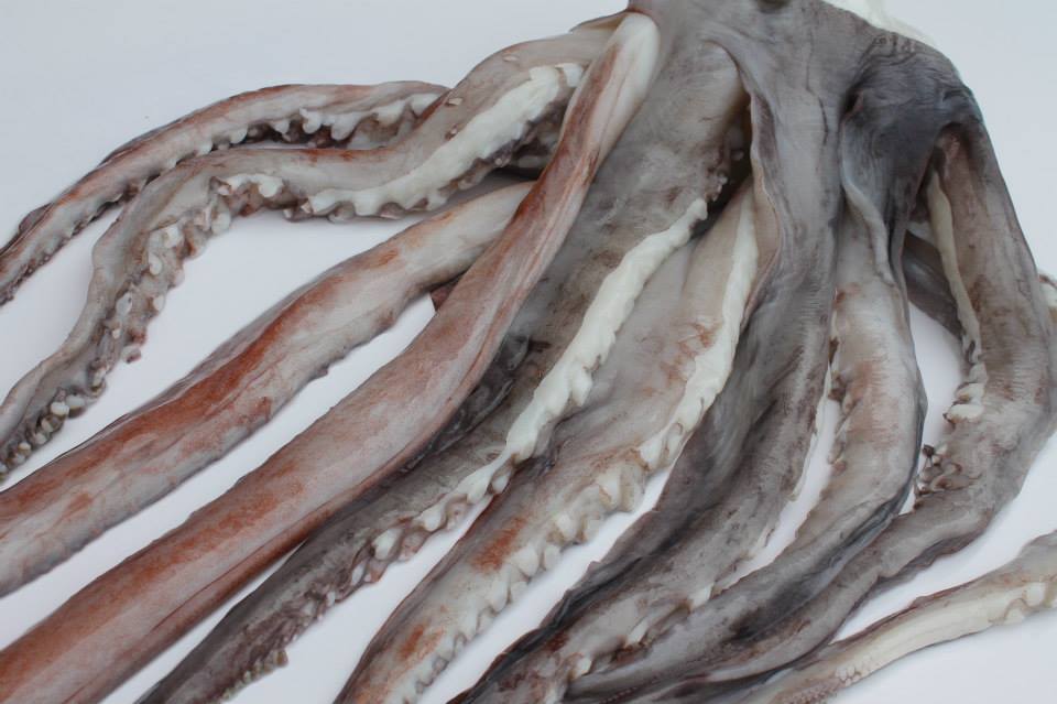 Colán Fish. Seafood Export | Paita