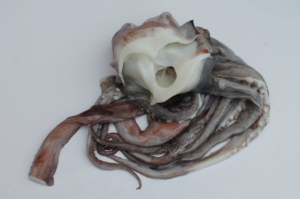 Colán Fish. Seafood Export | Paita