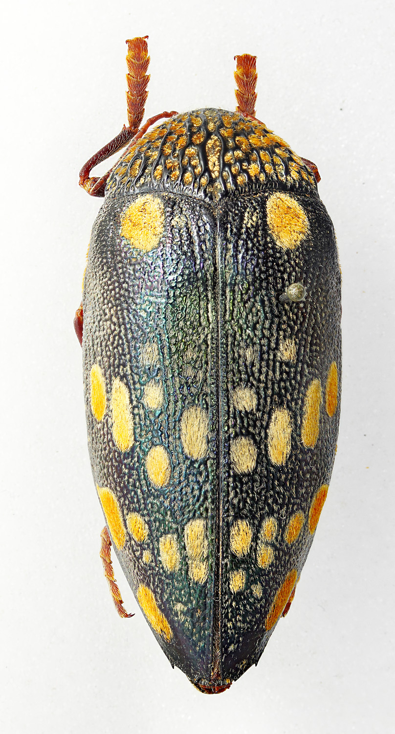 What is this 52mm cerambycid beetle in Tanzania?
