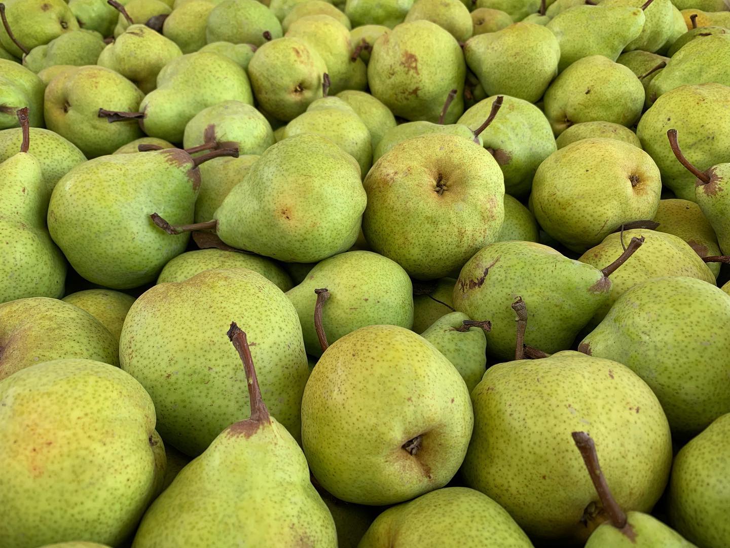 Packham pears! The last canning variety... - Johnson Orchards