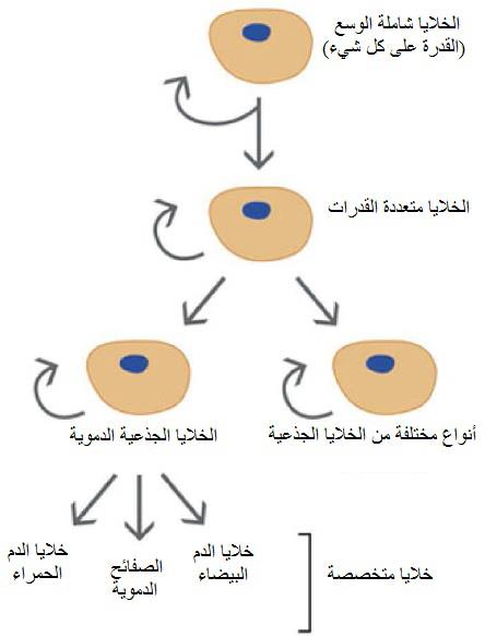 العلاج الطبيعي لحالات الشلل الدماغي عند الأطفال القدرة العلاجية للخلايا الجذعية بغض النظر عن كبر أي إنسان فإن أساسهم جميعا هو بويضة وخلية حيوان منوي وهذا يعني أن الخلايا موجودة الأمر