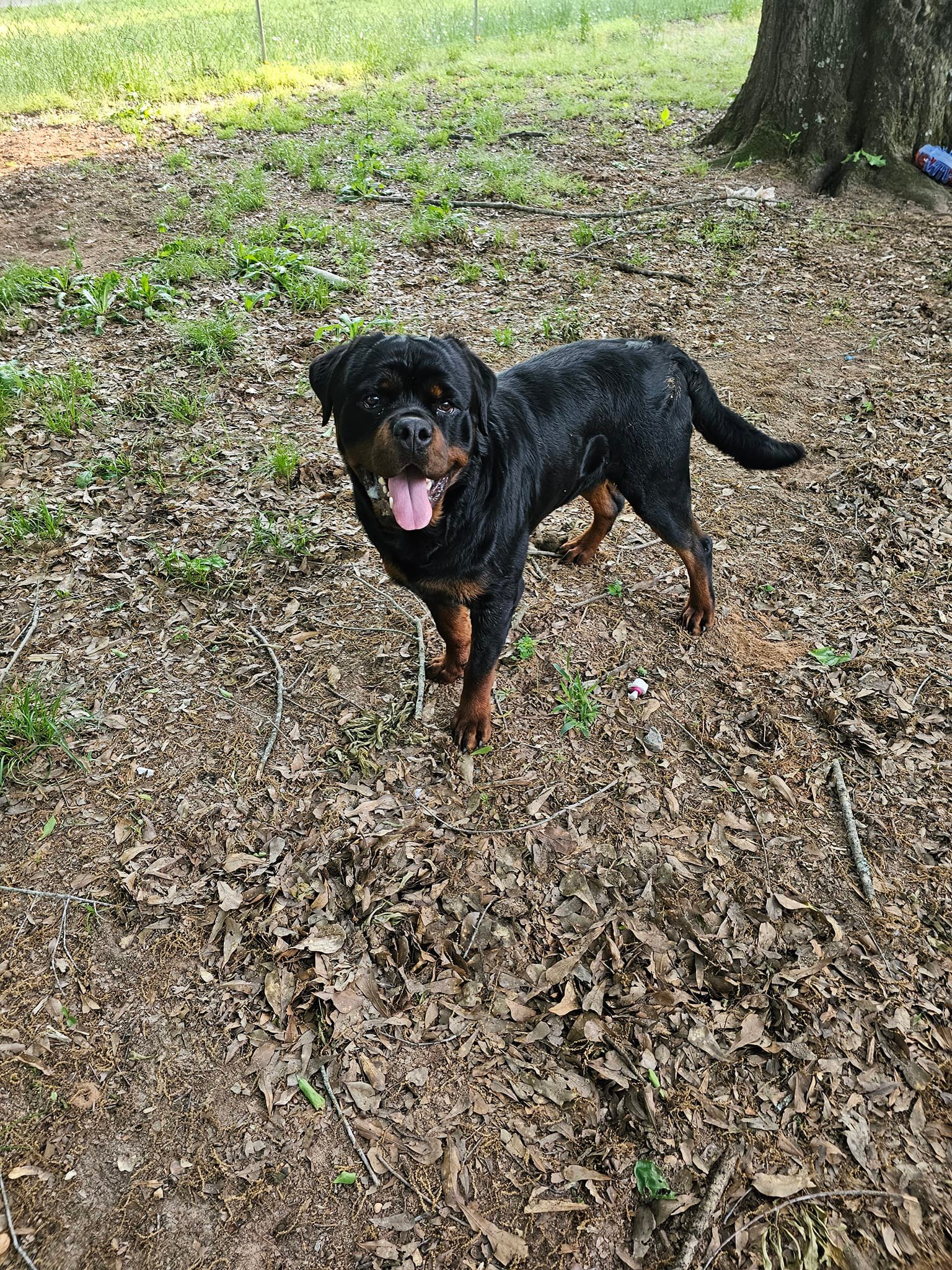 K & D Rottweilers