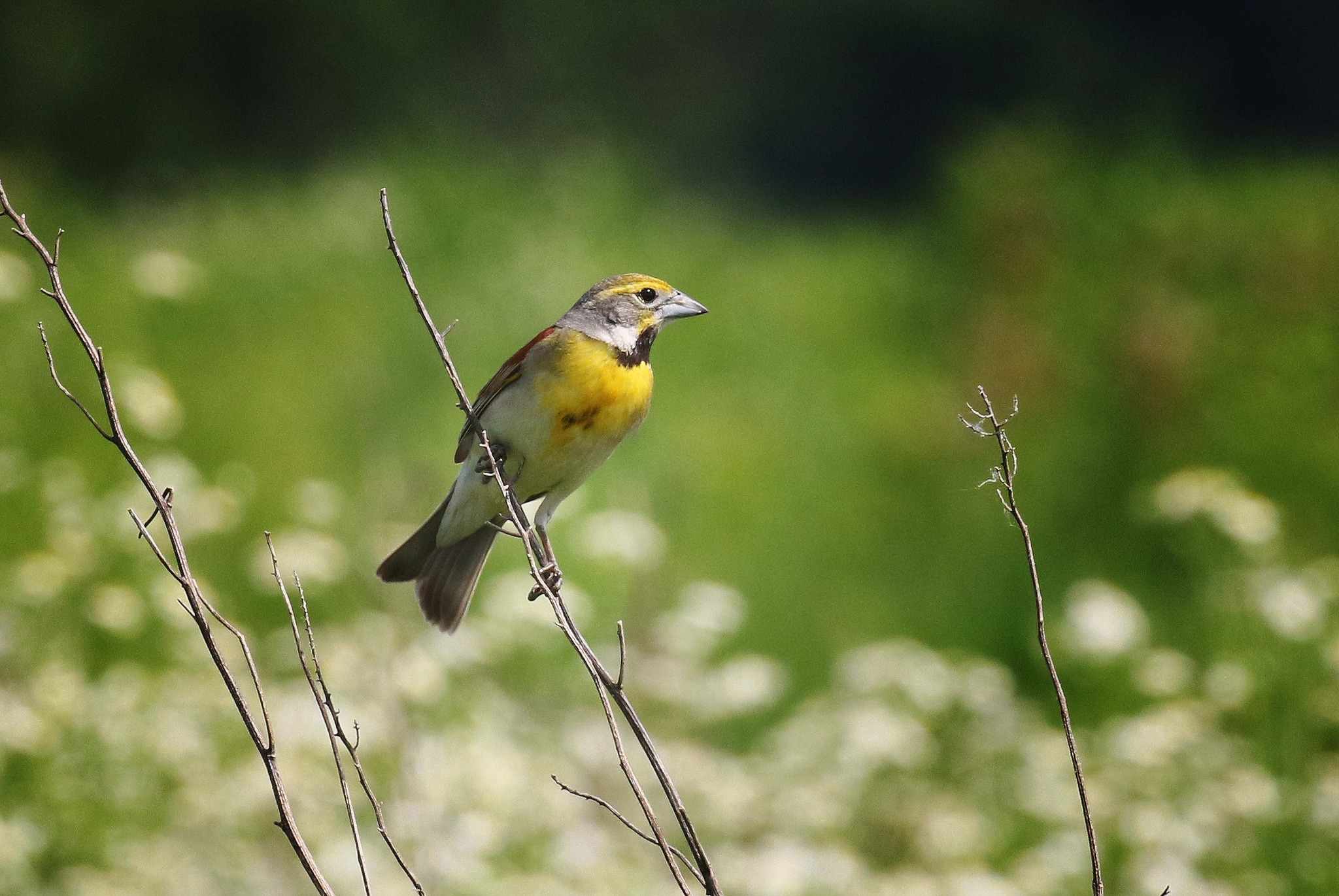 Dickcissel taking flight at Crab Orchard National Wildlife Refuge
