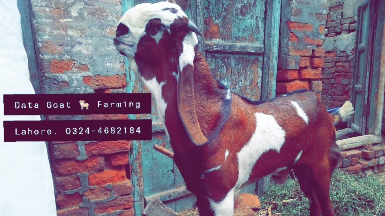 Data Goat Farming Lahore