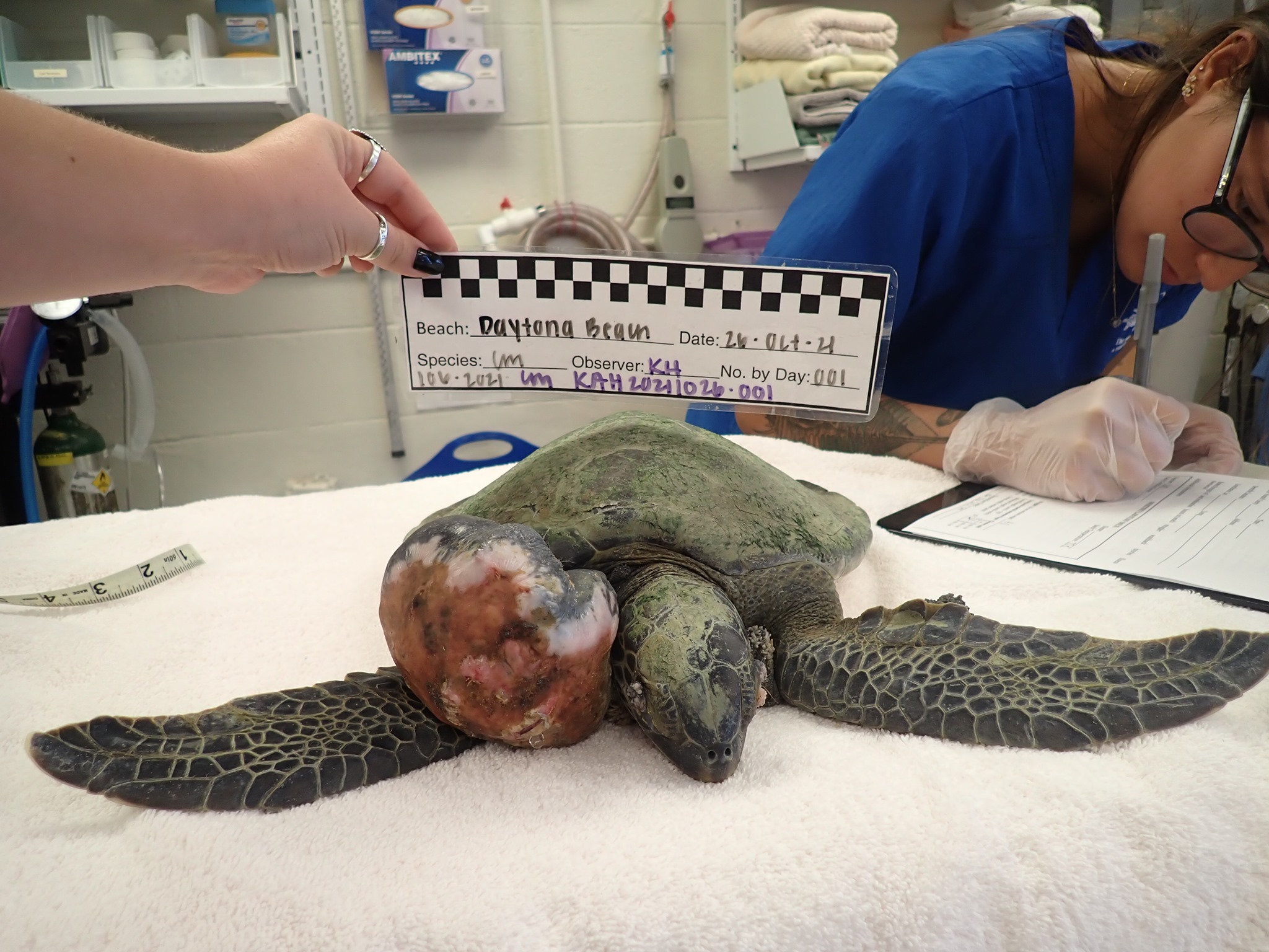 The Sea Turtle... - The Sea Turtle Hospital at UF Whitney Lab