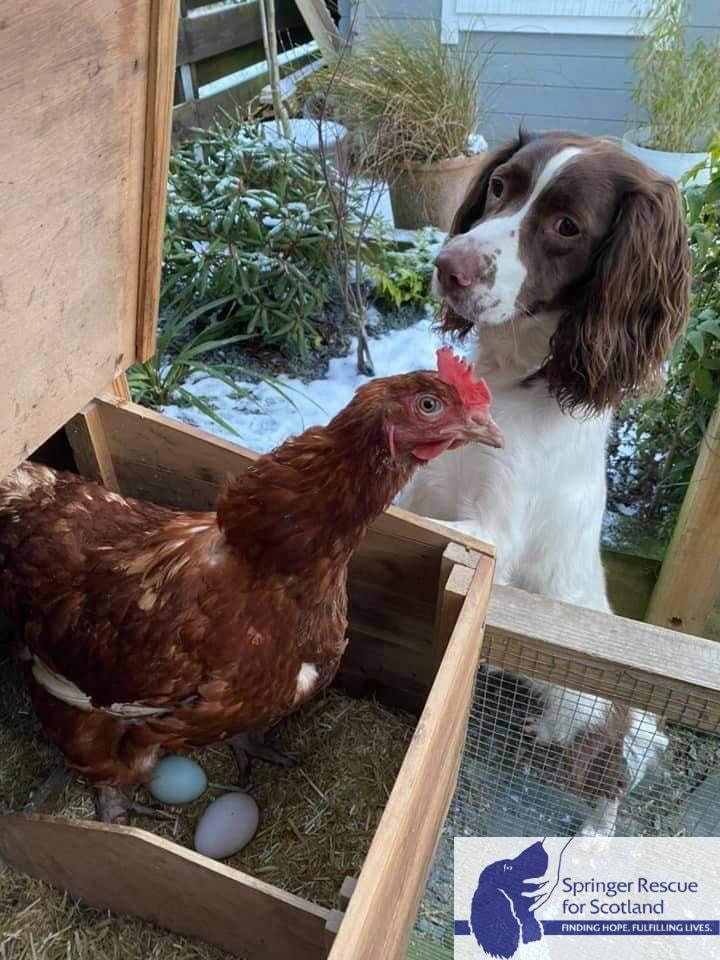 Good morning springer... - Springer Rescue for Scotland | Facebook