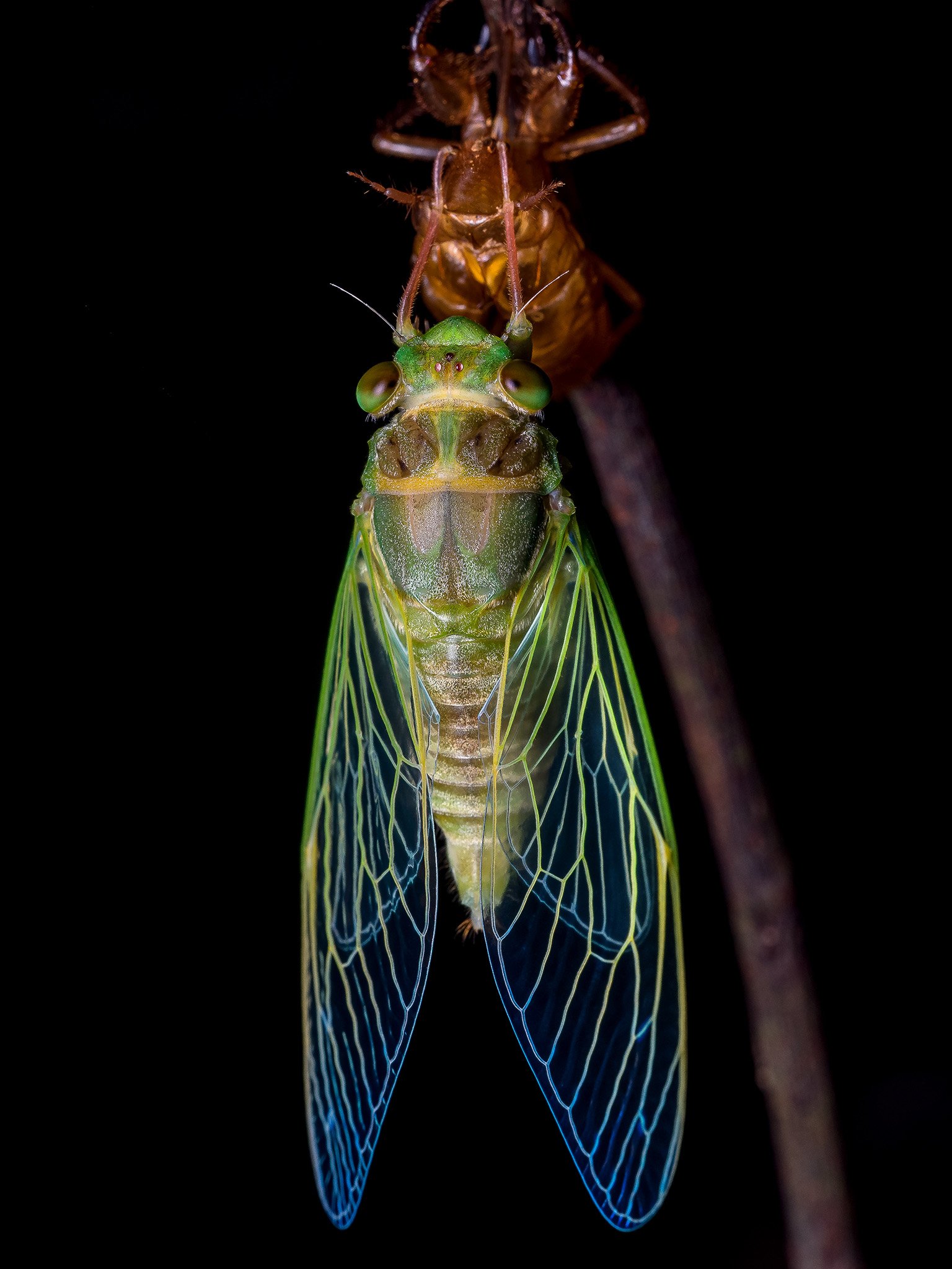 スミス M.S.L.C Yellow Cicada 9 スミス M.S.L.C Yellow Cicada 9 While taking time-lapse for