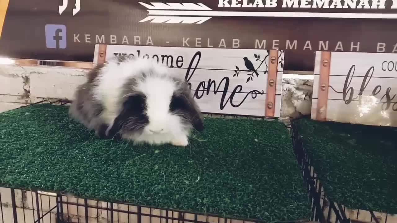 AF Rabbit NS FOUR added a new photo. - AF Rabbit NS FOUR