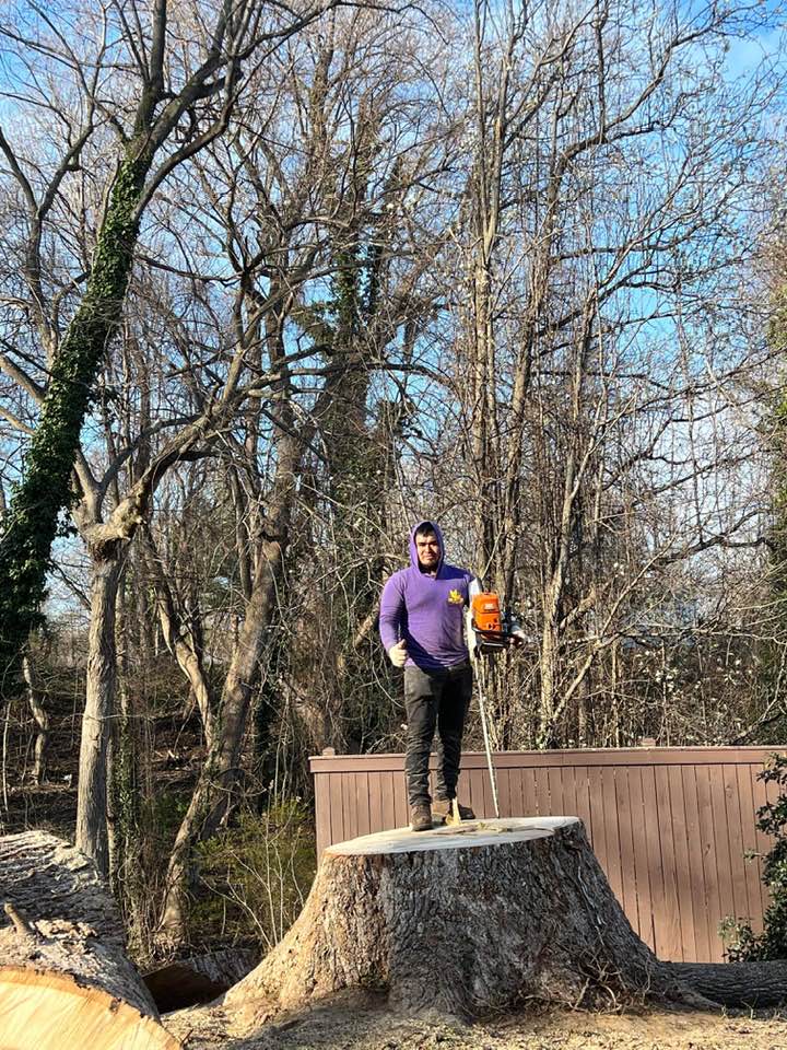 The Best Tree Service | Maryland City MD