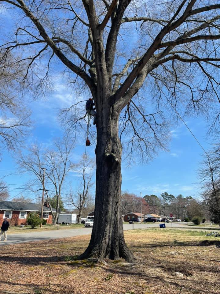 Spring landscape tree service
