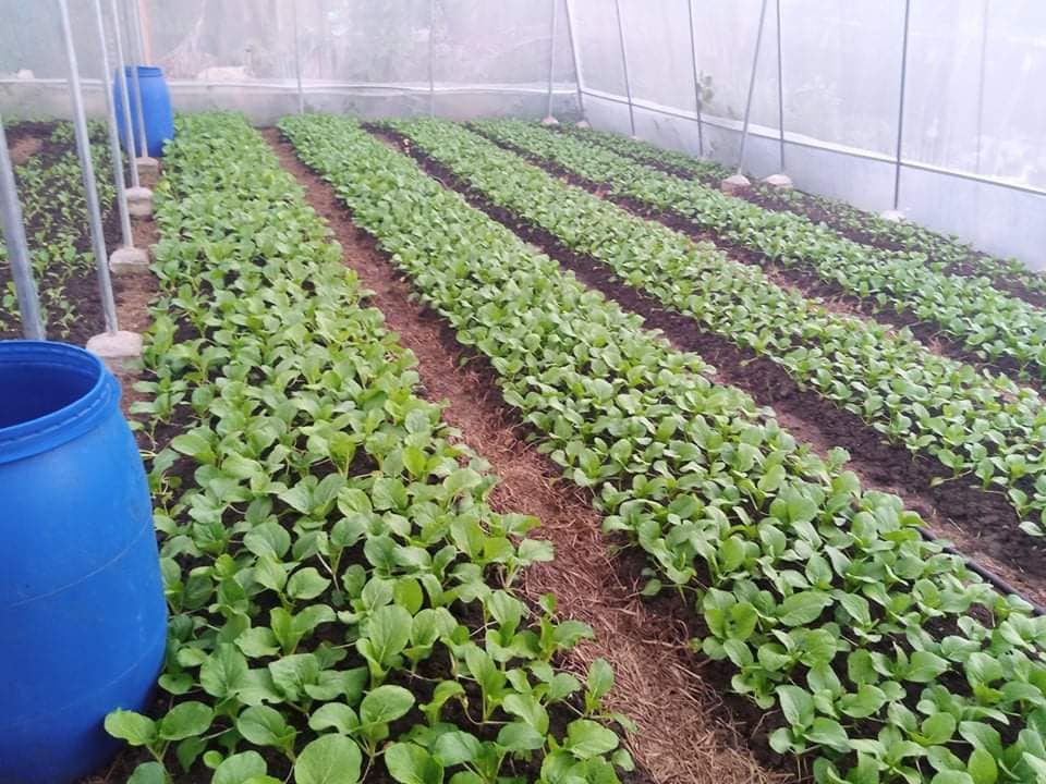 IFSU Project HAGABI