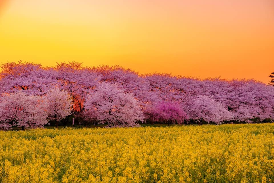 Another shot of people enjoying the picturesque pink and yellow of