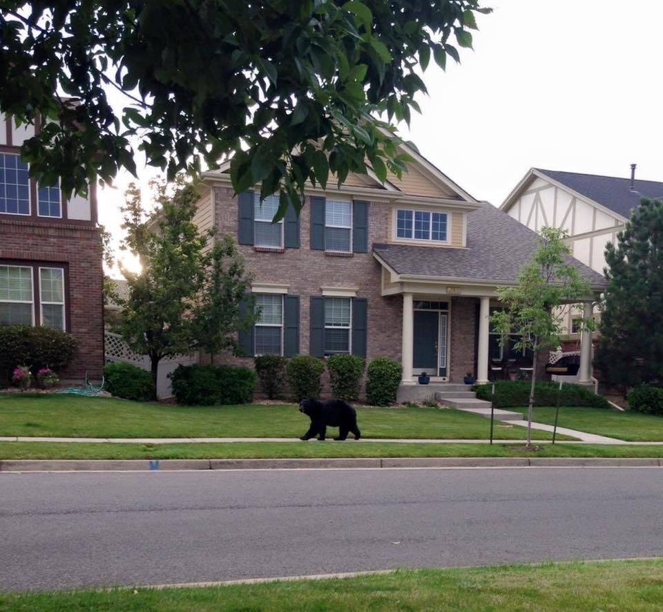 Leyden Rock/Leyden Ranch Community