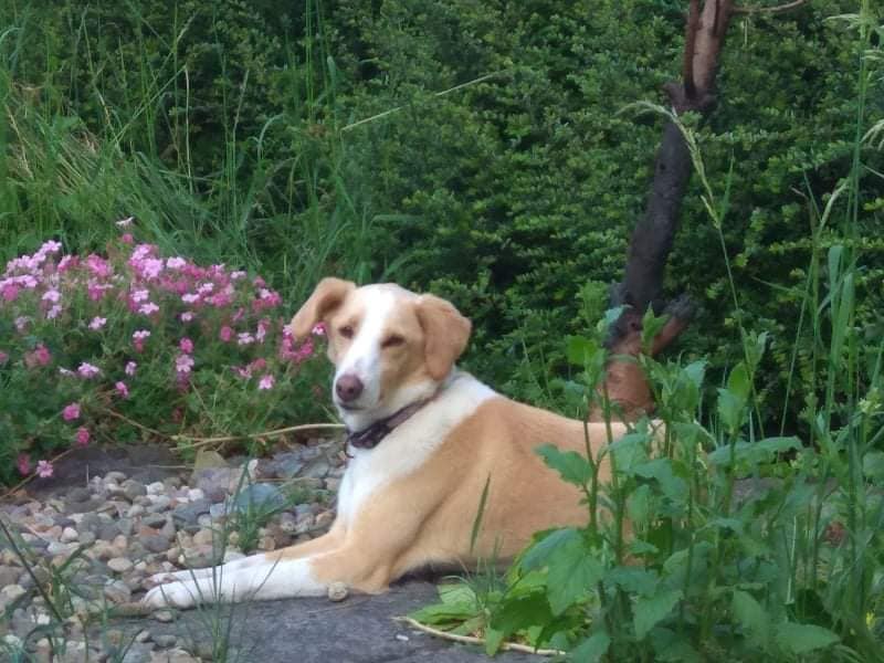 wspca) wexford society prevention of cruelty to animals | Facebook