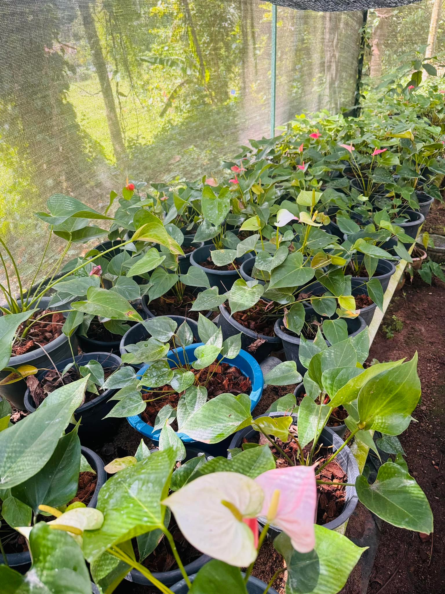 Midula Plant Nursery - මිදුල | Walasmulla