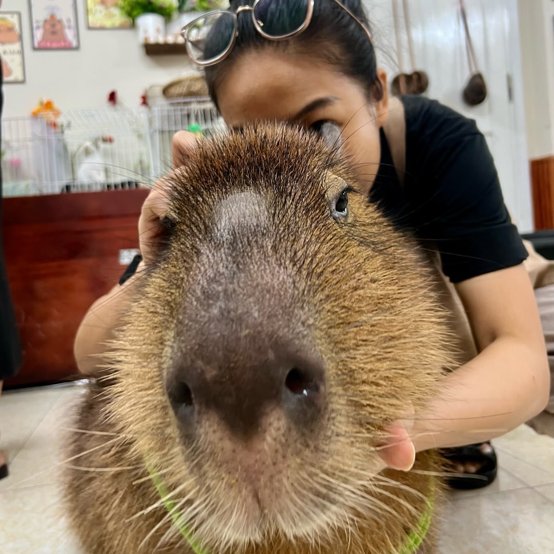 Bily is here to answer your questions. So yummy! #capybara #nhatrang # ...
