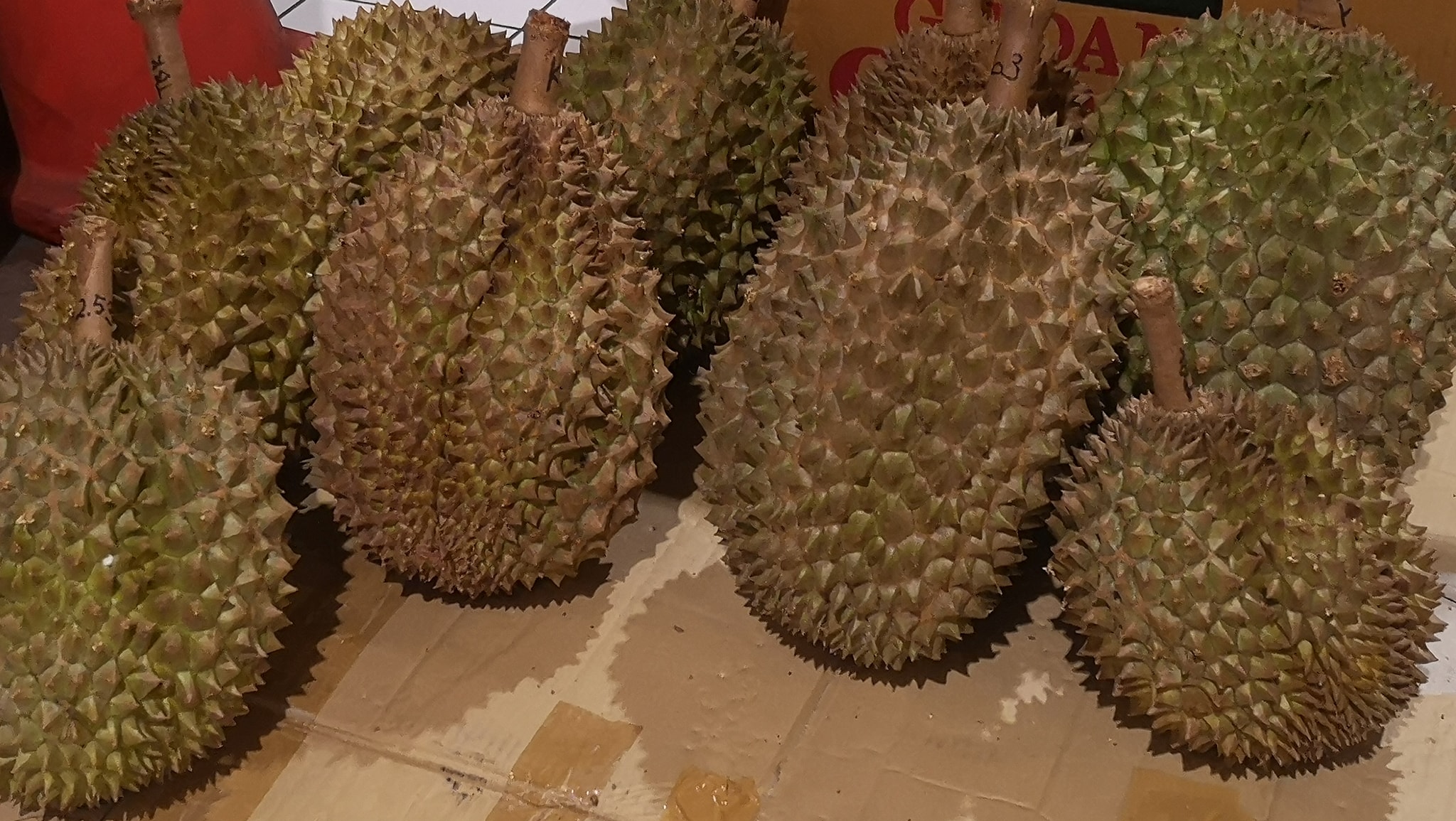 Maruk Durian | Tangerang