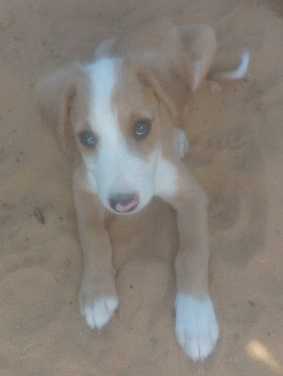 Adopta una mascota Riohacha | Ríohacha
