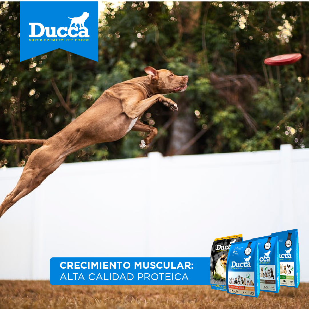 DUCCA - DUCCA es un alimento SUPER PREMIUM para perros con ingredientes ...