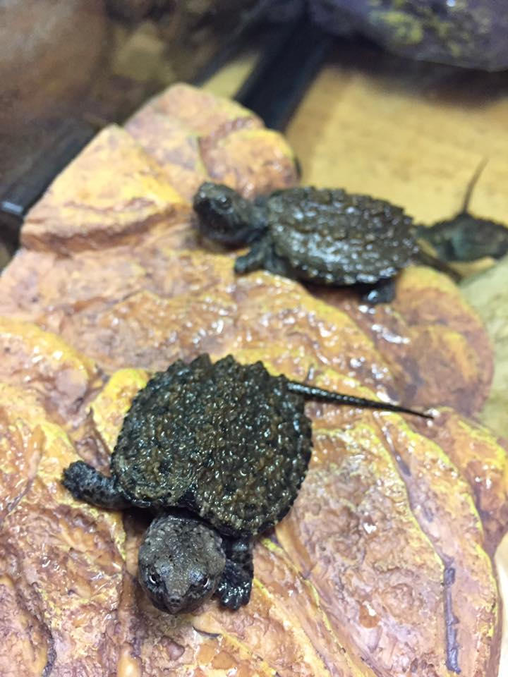 Exotic Elf - #มาใหม่ 🐢 Common Snapping Turtle. 💦...