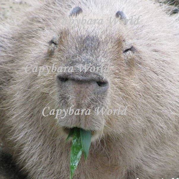 Capybara World カピバラ世界 水豚世界 - Capybaras learn a lot from sniffing each ...