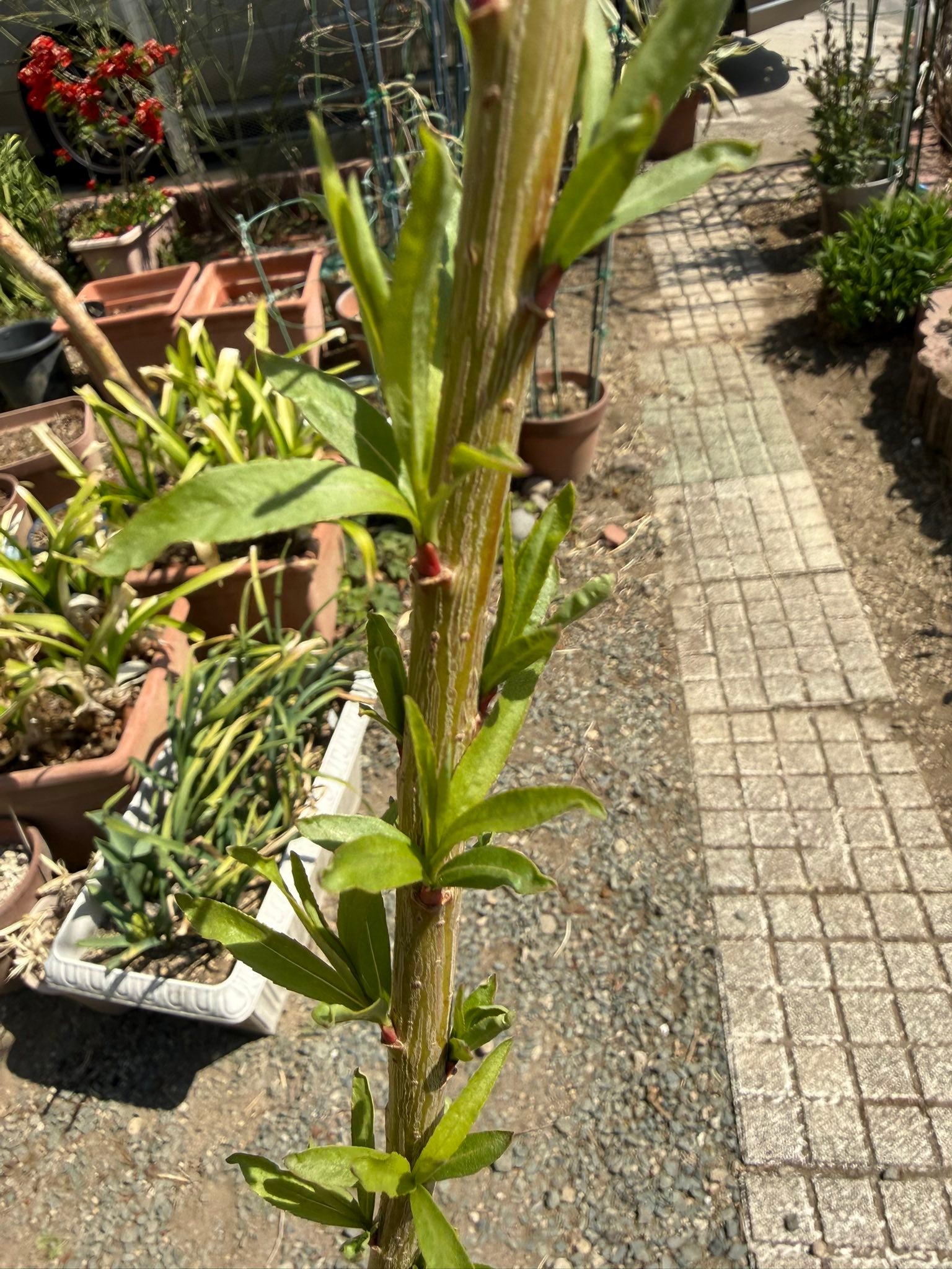 植木鉢からニョキニョキこれ何？