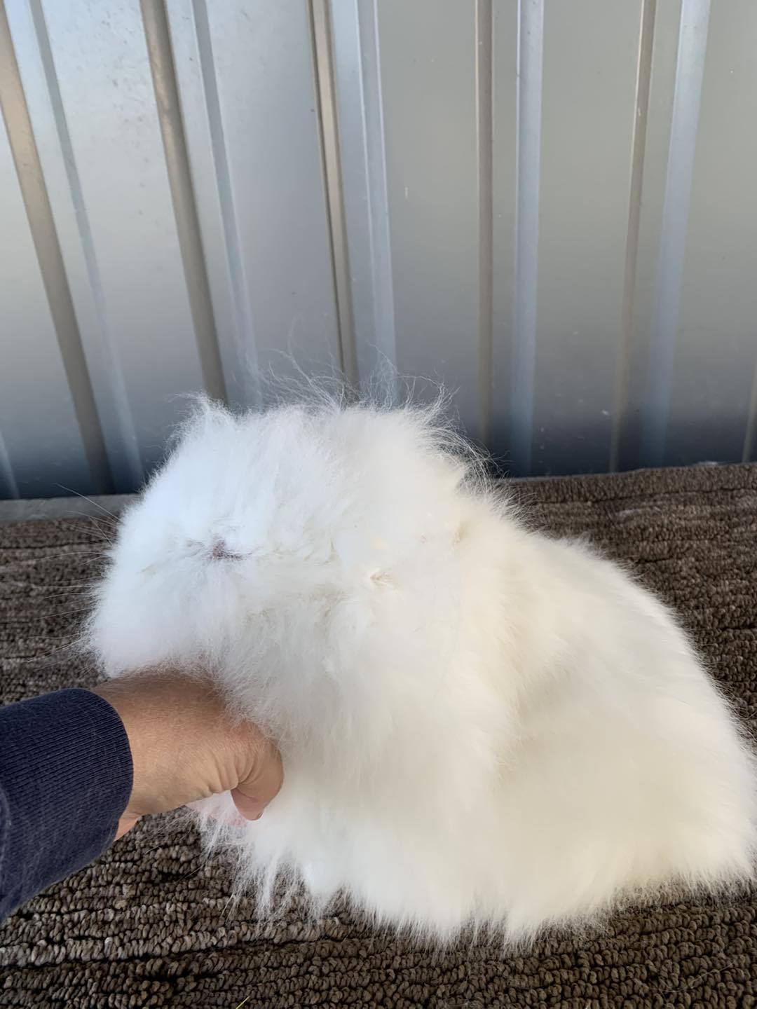 Willow Way Rabbitry