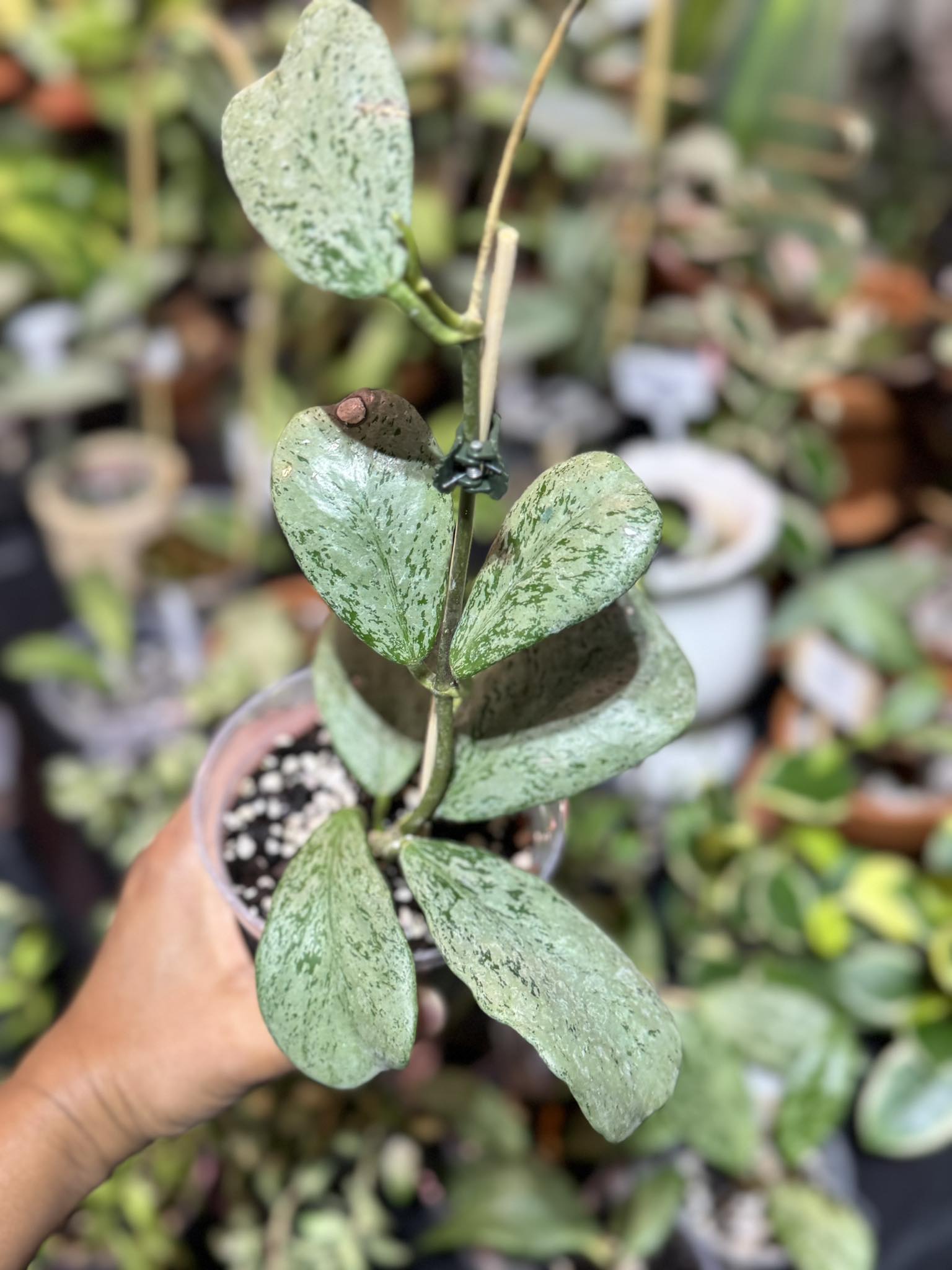 Hoya Chiangdao Silver and Natural friendship