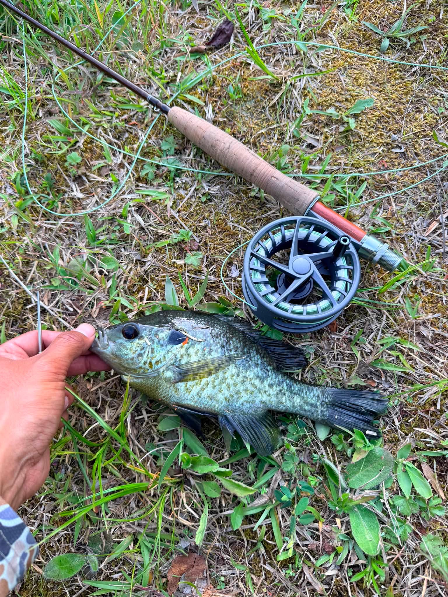 shimano aero 5500 reel DThe Ultegra XT Okuma Epixor | eBay perch fishing Color:TVA Special