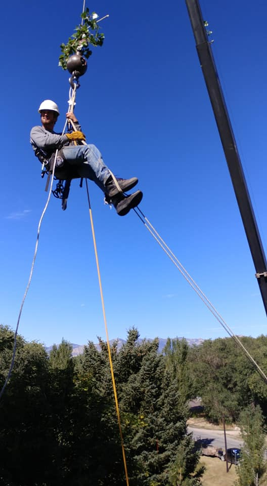 ARBOR TECH | Professional Tree Care & Landscaping Services